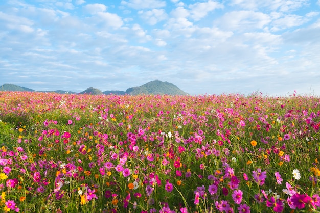 Cosmos flowers in the garden