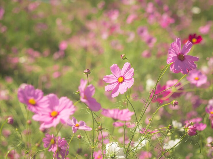 庭の宇宙の花