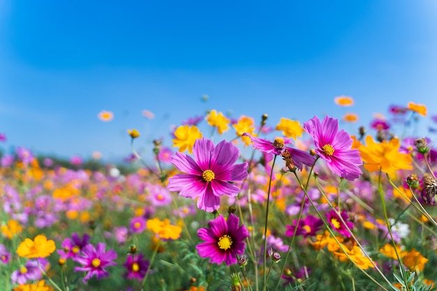 朝の草原のコスモスの花、自然の花のコンセプト