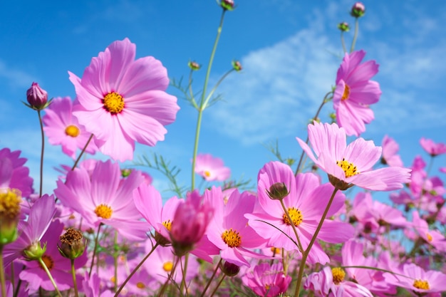 青い空を背景に自然のコスモスの花。