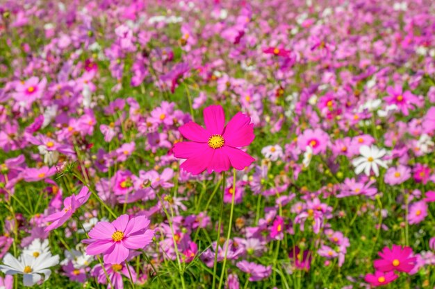 Cosmos flowers soft blur in the pastel vintage retro tone for background.Valentines day concept.