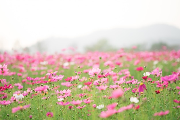 Cosmos flowers on sunlight and clear sky.