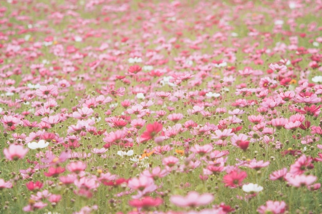 Cosmos flowers on sunlight and clear sky.