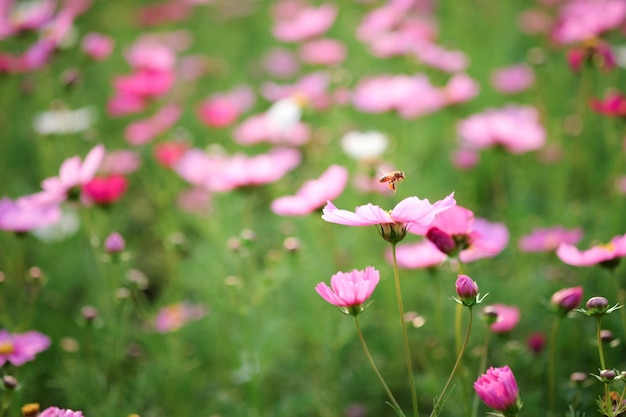 Cosmos flowers on sunlight and clear sky.