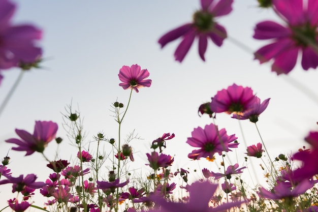 Cosmos flowers sunset in the evening