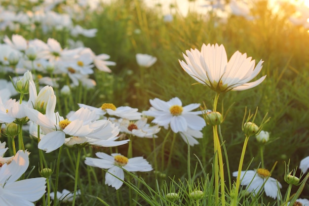 Cosmos flowers and sunset