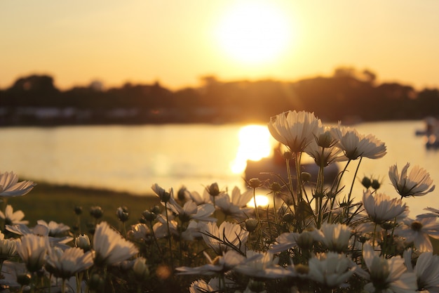 コスモスの花と夕日