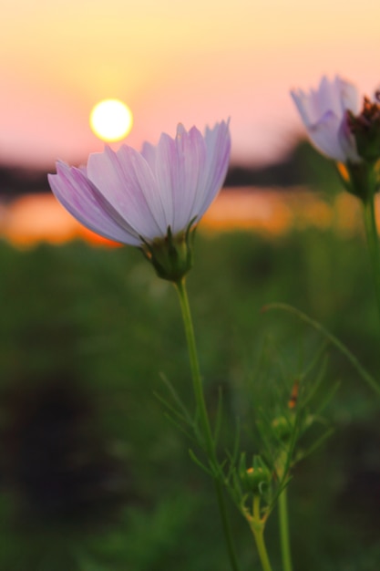 Cosmos flowers and sunset