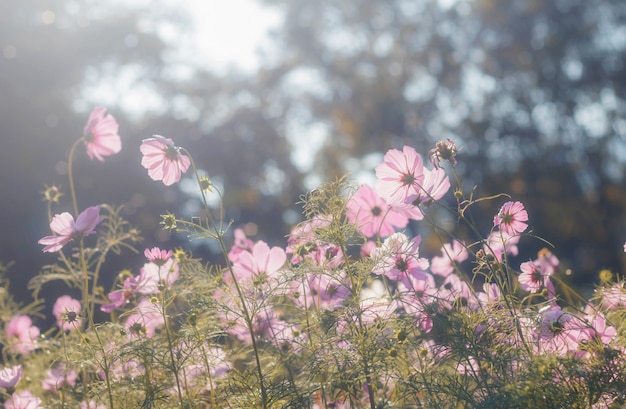 Cosmos flowers in sunset