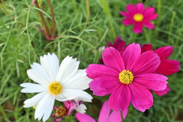 Cosmos flowers in the tropical