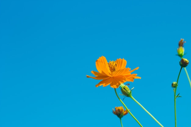 빈티지 배경에 코스모스 꽃입니다. 필터링 된 이미지.