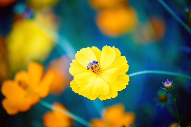 Cosmos Flowers with bees flying in warm light of sunset