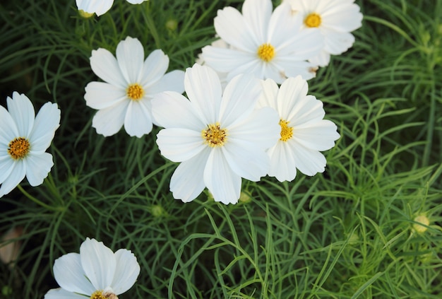 Photo cosmos flowers