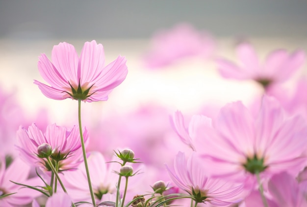 cosmos flowers