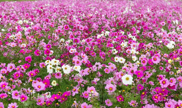 Cosmos flowers