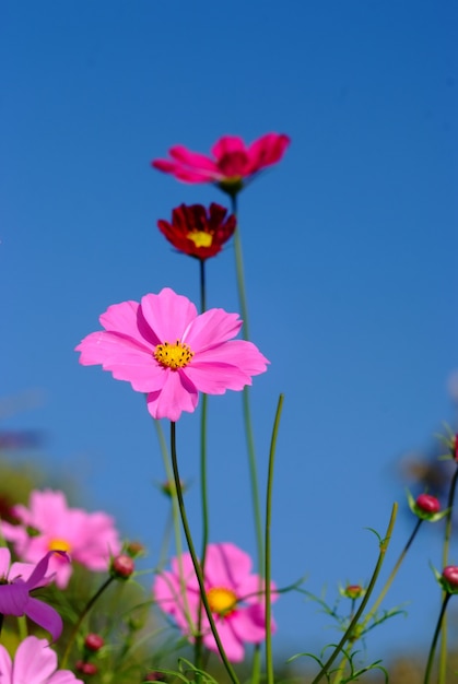 cosmos flowers