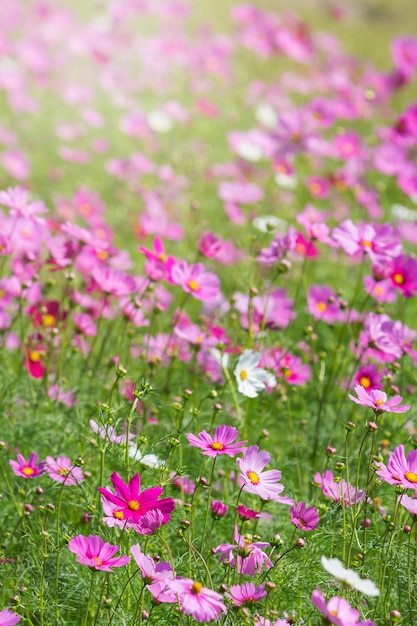  Cosmos flowers