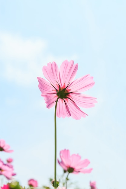 Cosmos flowers