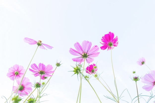 Cosmos flowers