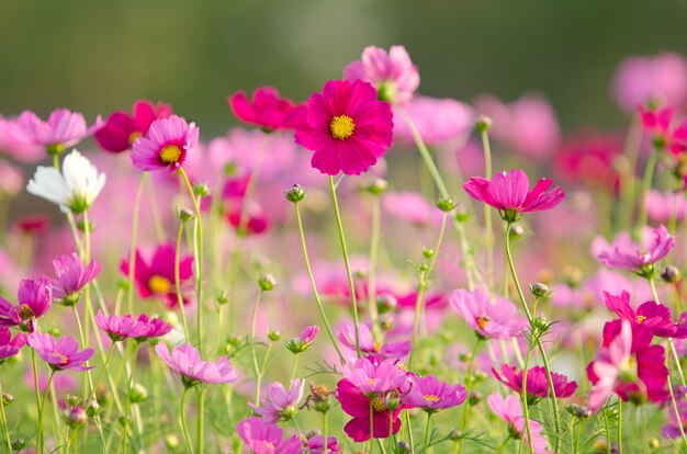 Cosmos flowers  