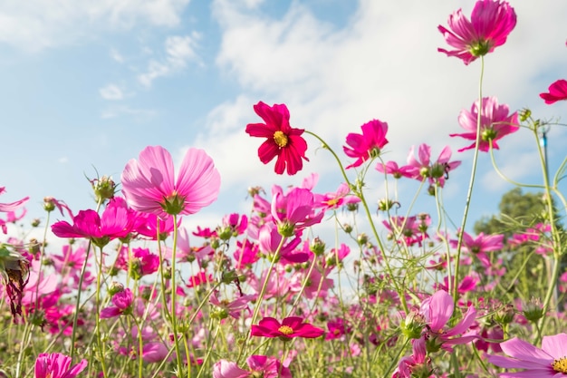 コスモスの花