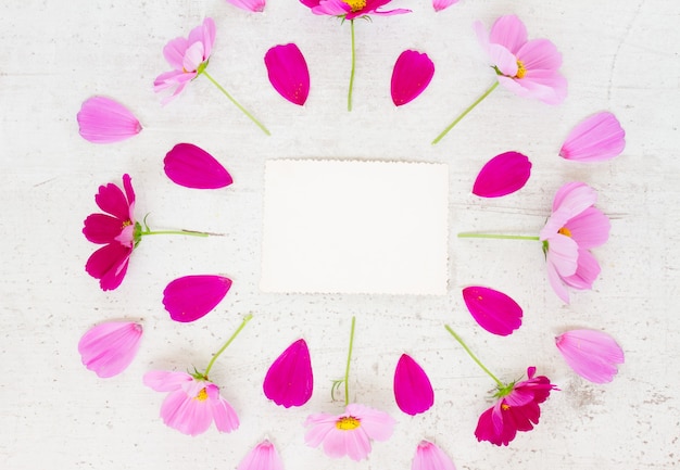 Cosmos fresh pink flowers festive frame composition on white table