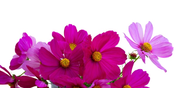 Cosmos pink flowers close up border isolated on white