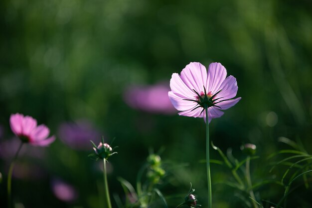 Cosmos pink flowers close up