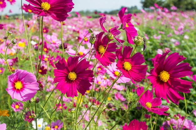 Cosmos pink flowers field close up