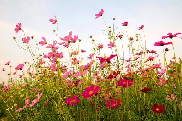 コスモスピンク、ピンクの花コスモスが朝に美しく咲きます