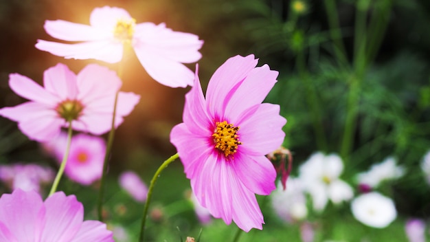 Cosmos, Pink starburst flowers in a green garden