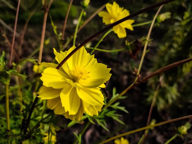 Foto cosmos sulphureus è anche conosciuto come cosmos zolfo e cosmos giallo