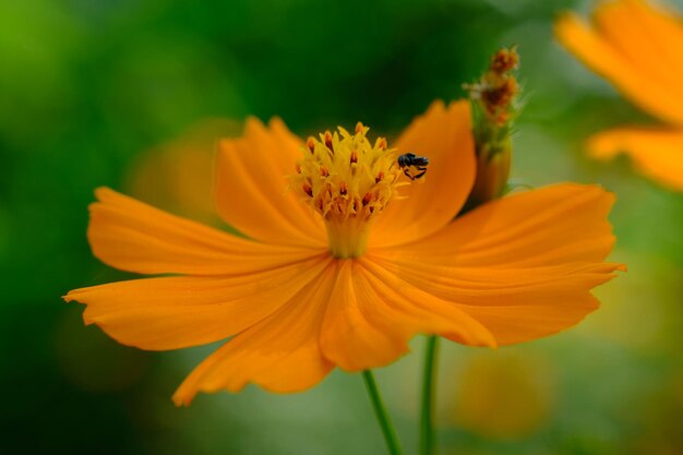 Cosmos sulphureus is een soort bloeiende plant in de zonnebloemfamilie Asteraceae. geel oranje