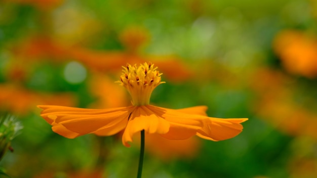 Cosmos sulphureus is a species of flowering plant in the sunflower family Asteraceae, sulfur cosmos