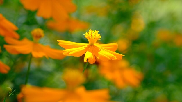 Cosmos sulphureus는 국화과 해바라기과에 속하는 꽃식물의 일종입니다. 노란 오렌지