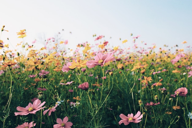 Cosmos at the sunlight.