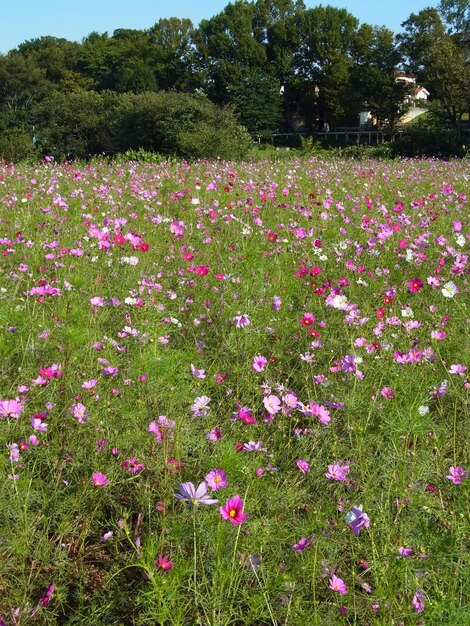 Photo cosmos was in full bloom have a peaceful life without any conflict