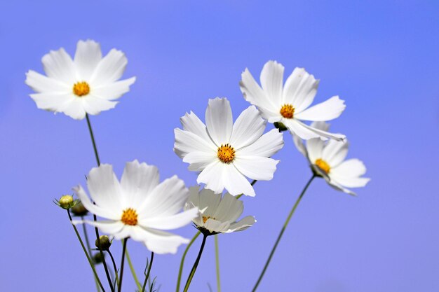 コスモスの野生の花が庭にいています