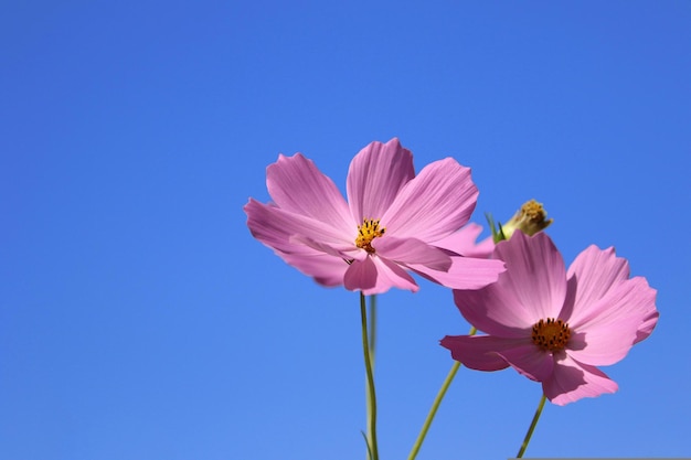 写真 コスモスの野生の花が庭にいています