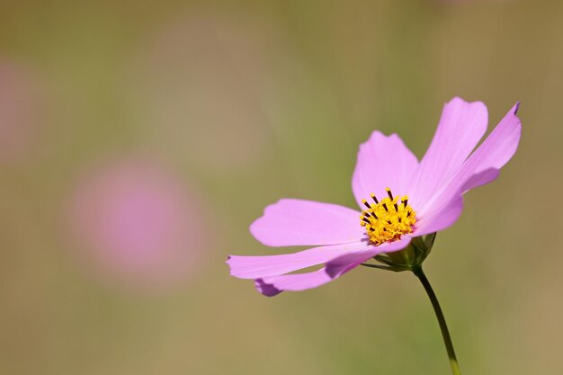 コスモス 野生の花の自然