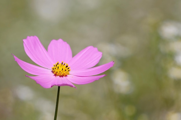 コスモス 野生の花の自然