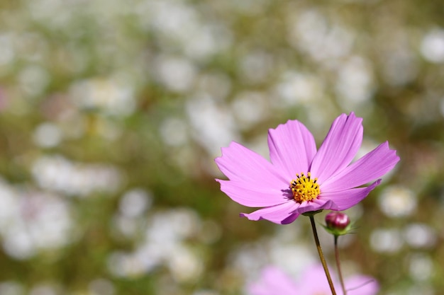 コスモス 野生の花の自然