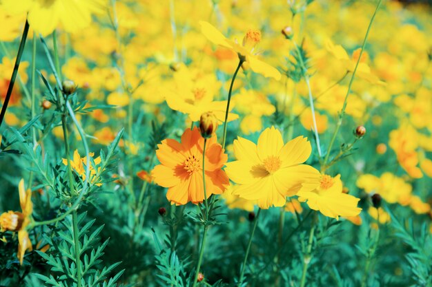 Cosmos with colorful in garden.