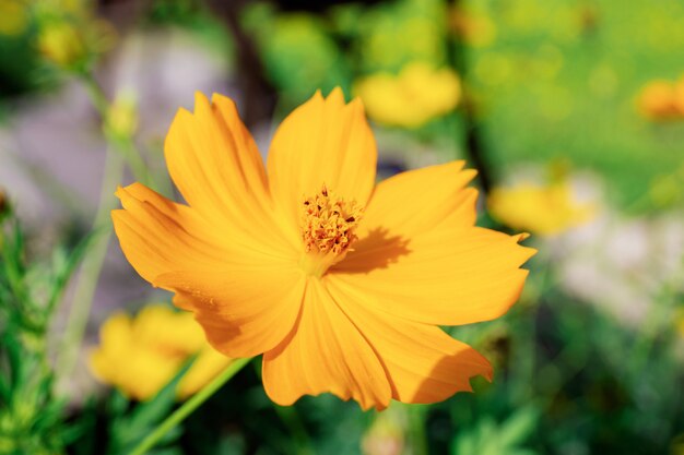 Cosmos with sunlight.