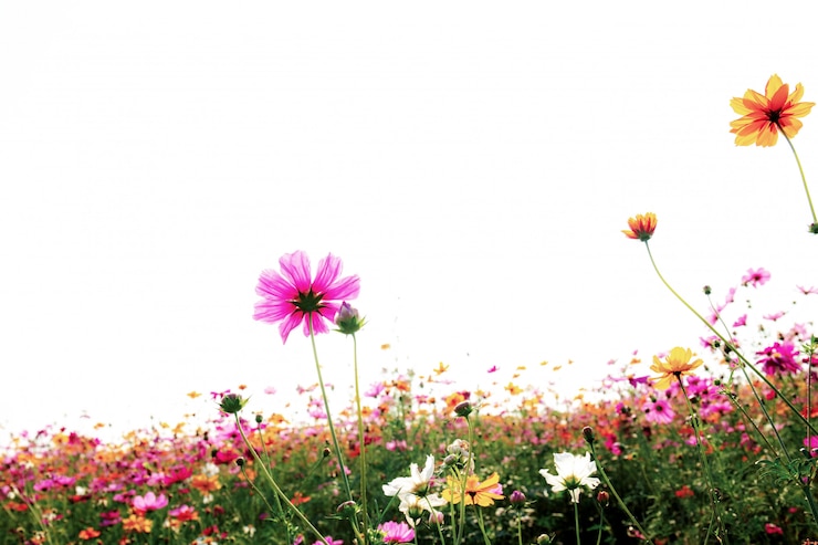Photo 흰색 배경으로 코스모스입니다.