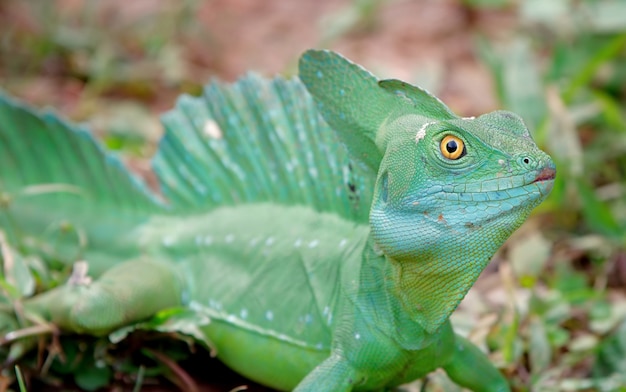 Costa RIca Wildlife Natuur Dieren