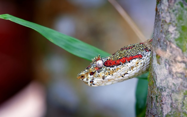 Foto costa rica wildlife natuur dieren