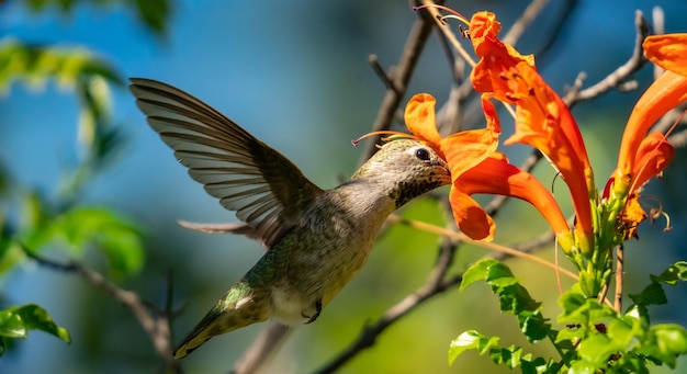 Costas Hummingbird