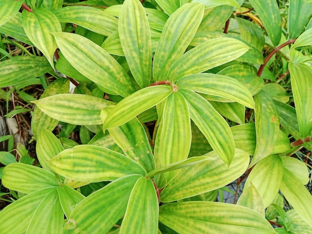 スパイラルショウガとも呼ばれるコスタス・バルバトゥスは、赤い花序を持つ多年生植物です。