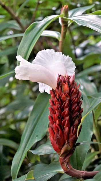 Costus speciosus bekend als Canereed Cheilocostus speciosus Amomum arboreum etc